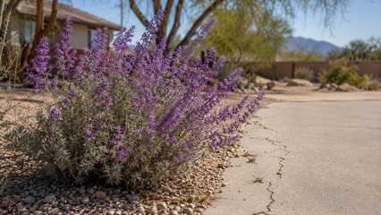 Fototapeta premium Purple Flowers Blooming on Desert Shrub Beside Cracked Concrete