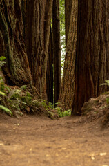 Obraz premium Low Angle View of Trail Heading Into Redwood Grove In Redwood