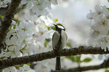 Japanese Tit looking cute and beautiful amongst the sakura in NIIgata, Japan.  © Russell