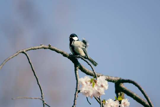 Japanese Tit on a Sakura Tree, in Niigata, Japan. 