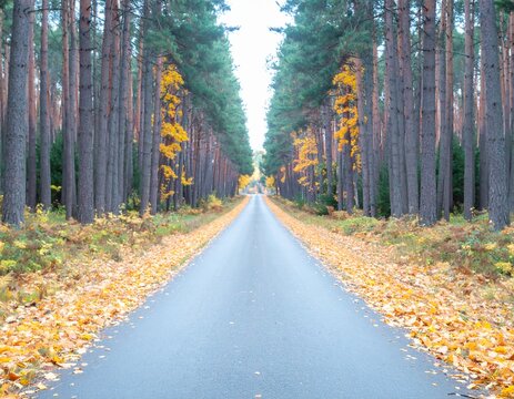 Autumn forest road lined with golden leaves and tall pine trees