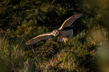 Asio flammeus in flight © Leandro
