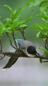 Detailed view of a beautiful azure-winged magpie with a black cap and blue wings perched and leaning forward on a tree branch among green leaves in a natural environment