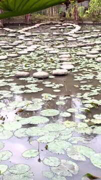 Circular stepping stones crossing lily pad garden pond with gentle ripples, veined leaves, flower buds, soft overcast light, calm reflections, natural texture, symmetrical garden scene
