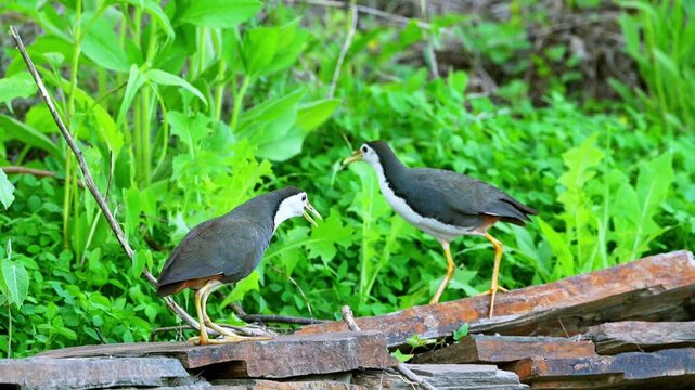 Two white-breasted waterhens interacting in their natural habitat, with one bird vocalizing and opening its beak while standing on a rocky ledge against a lush green vegetation background