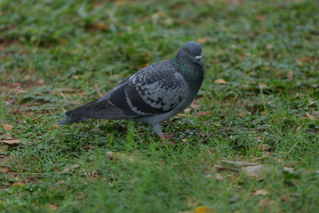 Fototapeta premium Pigeon rock pigeon bird wildlife grass park walking closeup, gray feral pigeon with iridescent neck standing on green lawn, calm city nature scene with soft background