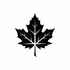 Fototapeta premium Black Maple Leaf Silhouette Botanical Vector