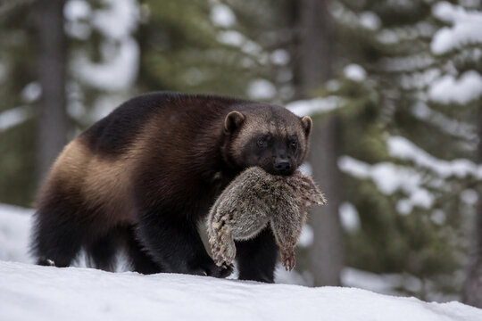 A wolverine in a snowy forest carrying prey in its mouth.