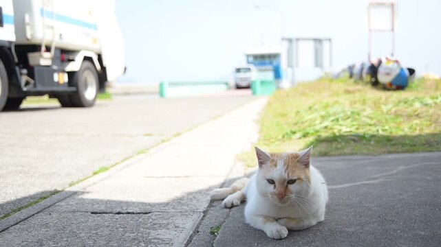 航走のためフェリーに乗船するごみ収集車と、日陰でくつろぐ茶白猫 （岡山県笠岡市六島, 2026年4月）