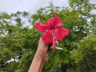 Red Hibiscus Flower Held Against Green Trees © Atul