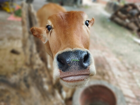 Close Up Of Cute Brown Cow Muzzle