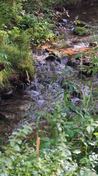 Vertical slow motion video of small river in the forest. Altai river Kuba in summer season.