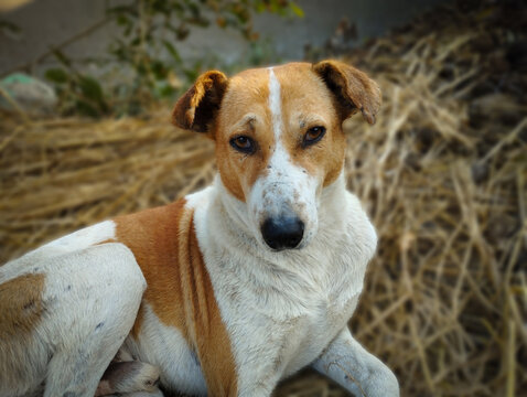 Brown And White Indian Pariah Dog Resting