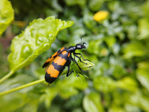 Banded Blister Beetle On A Green Bud