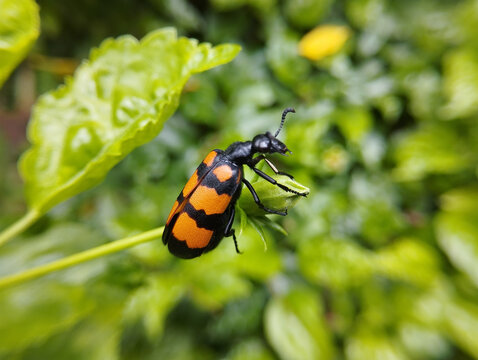 Orange Banded Mylabris Beetle On Green Foliage