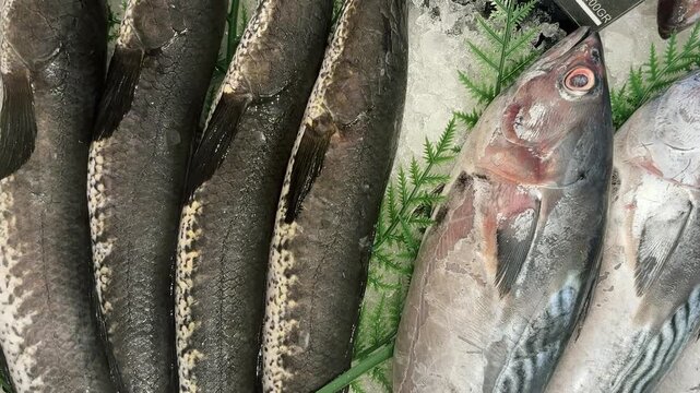 Fresh snakehead fish being packed in ice to keep them fresh.