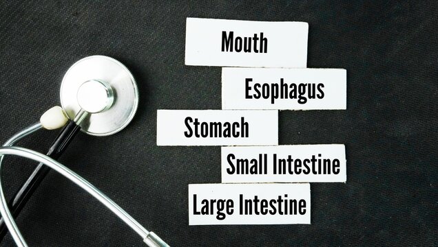 The five main parts of the digestive system are the mouth, esophagus, stomach, small intestine, and large intestine word. These organs form a continuous tube that breaks down food, absorbs nutrients