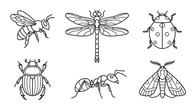 Diverse Collection of Detailed Outline Illustrations Featuring Common Insects and Bugs, Perfect for Educational Resources and Nature-Themed Design Projects