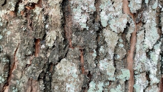 bark of a tree