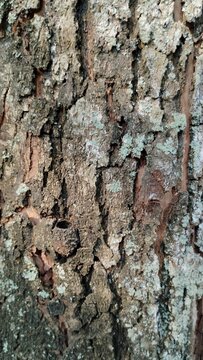 bark of a tree