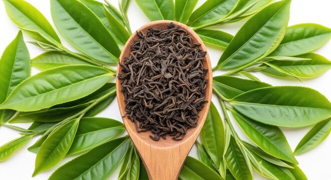 Dried Black Tea Leaves In A Wooden Spoon With Fresh Green Tea Leaves