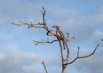 Southern yellow-billed hornbill in tree © Tiffany