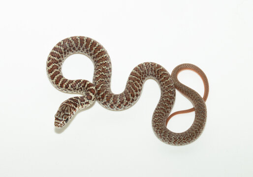 Dorsal view of an Eastern Yellow-Bellied Racer Snake (Coluber constrictor flaviventris) in a loosely coiled pattern. The blotched pattern is normal for juveniles, and will turn to a solid color. 