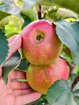 Close-up of hand picking an ripe apple hanging on apple tree branch. Zhigulevskoye apple variety.