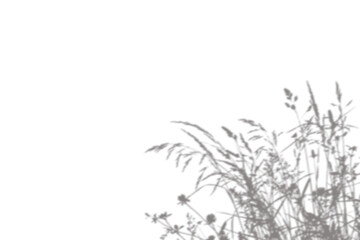 Obraz premium Grass shadow overlay on transparent background for creative design and photo editing.