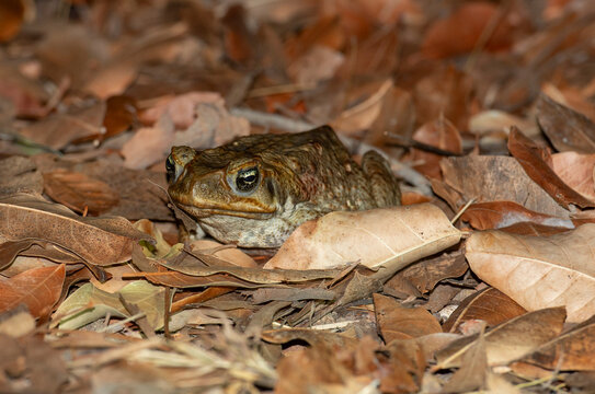 A cane toad in far north Queensland.