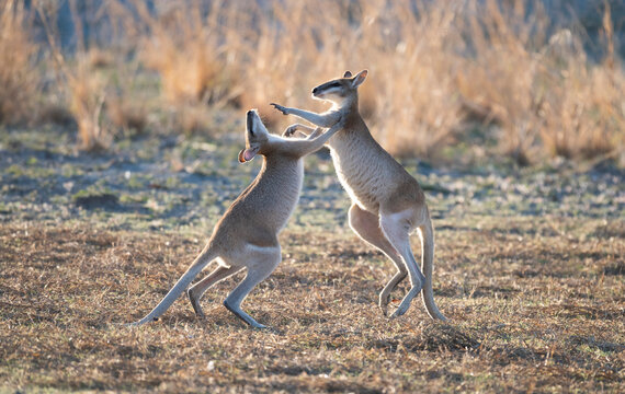 Agile wallabies fightingi n outback Queensland.
