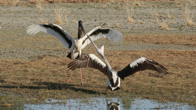 Jabiru stork fighting with a pelican on a remote lagoon in north Qeensland,Australia.