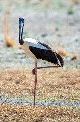 A Jabiru stork in far north Queensland. © 169169