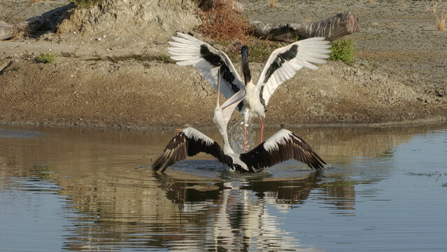 Jabiru stork fighting with a pelican on a remote lagoon in north Qeensland,Australia.