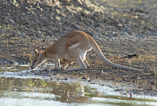 wallaby with joey drinking at a waterhole in outback Queensland.