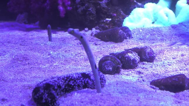 チンアナゴ