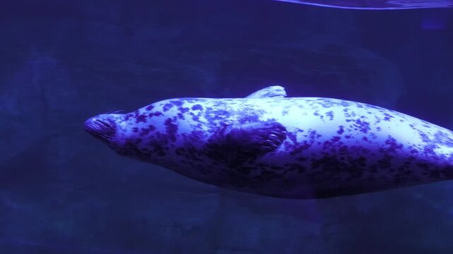 ゴマフアザラシ