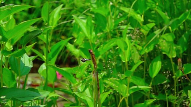 A white-tailed skimmer dragonfly flying away into the background in super slow motion