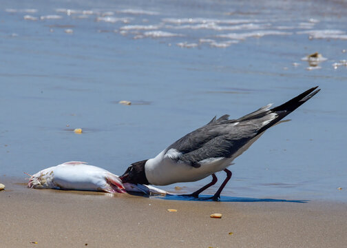 Laughing gull eating a fish at Boca Chica in south Texas