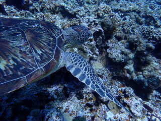 サンゴ礁の岩場を並走して撮影したアオウミガメの横顔 © INF.Blue