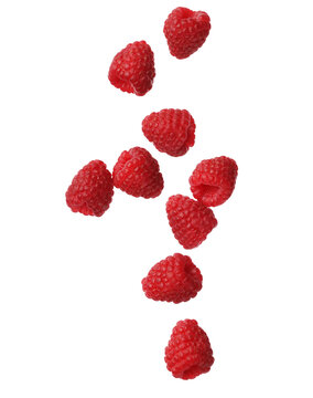 Fresh red raspberries falling isolated on white background for food photography design.