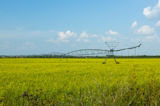 Irrigation system in a vibrant yellow flowering field under a clear blue sky with scattered clouds, showcasing agricultural machinery in a rural landscape