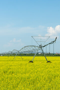 Metal irrigation system spans across a bright yellow flower field, set against a clear blue sky, highlighting agricultural practices in a rural environment
