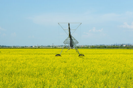 Irrigation system in a vibrant yellow mustard field under a clear blue sky with distant agricultural structures visible on the horizon