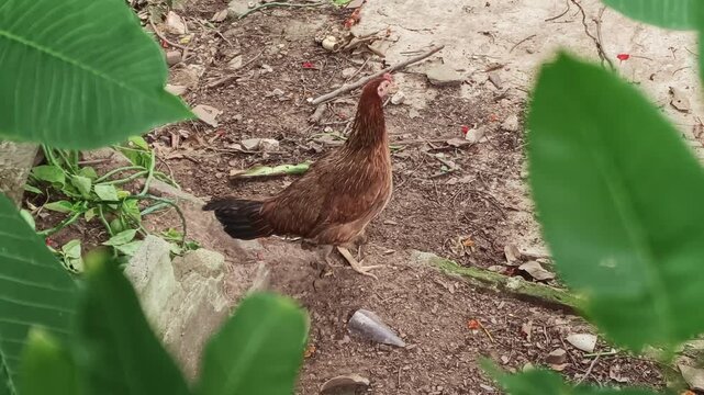A hen protecting her chicks on the ground.