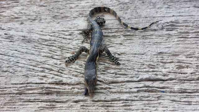 High-angle shot of a dried lizard carcass on a rustic weathered wood surface, showcasing natural textures and organic patterns