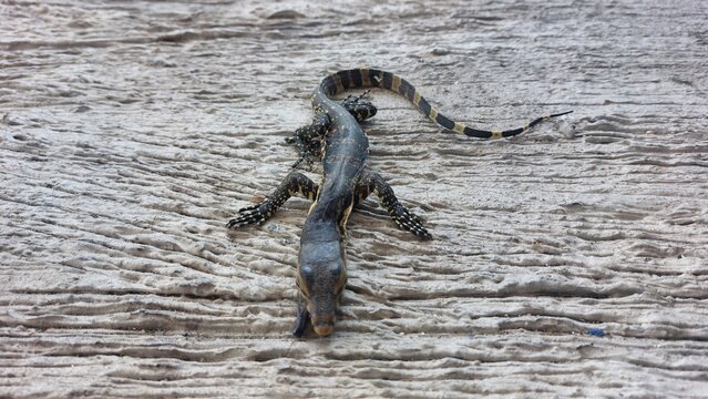 A small, detailed, dry lizard lies on a textured wooden surface, showcasing its reptilian form and natural appearance