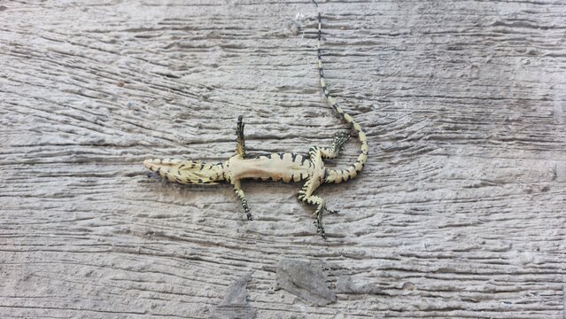 Small mottled lizard resting on a textured gray stone surface outdoors in natural daylight, capturing wild reptile details from