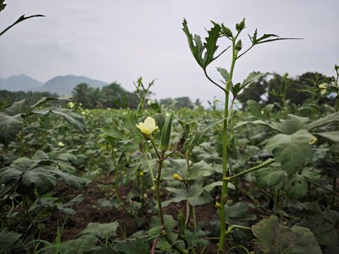 Okra flower and pod or Abelmoschus esculentus also known as ladies finger, bhindi, or gumbo