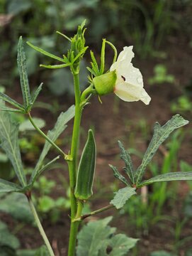 Okra flower and pod or Abelmoschus esculentus also known as ladies finger, bhindi, or gumbo